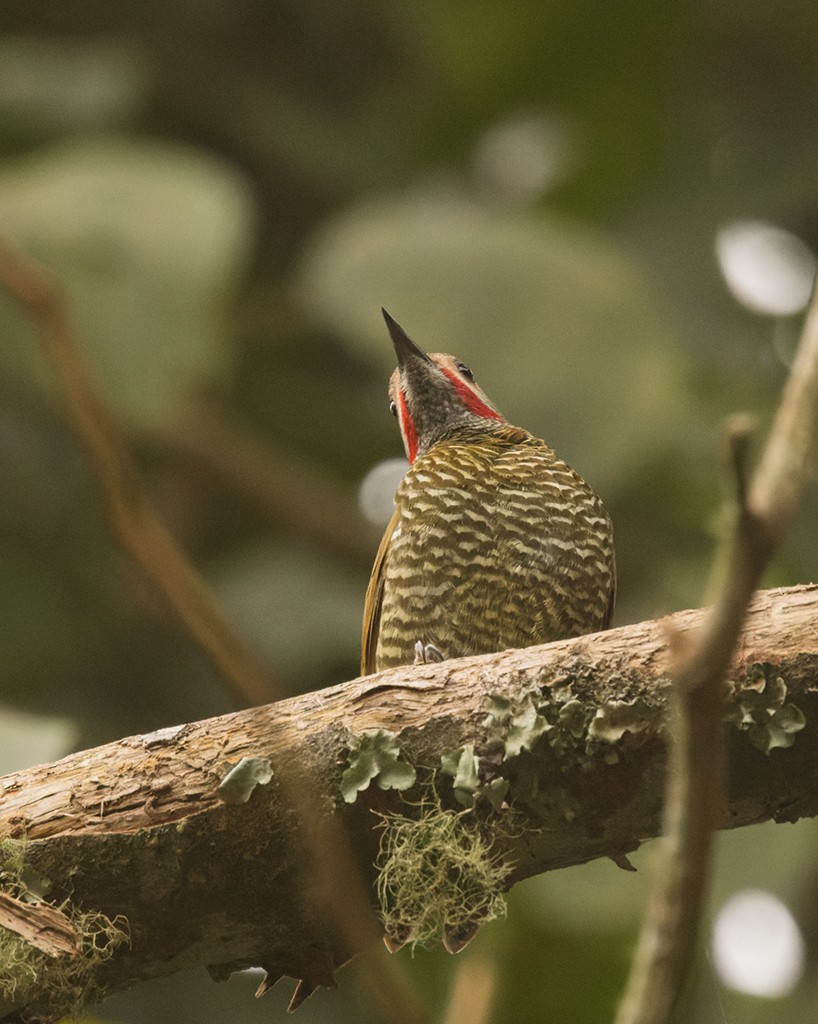 Gray-crowned Woodpecker - ML616309421