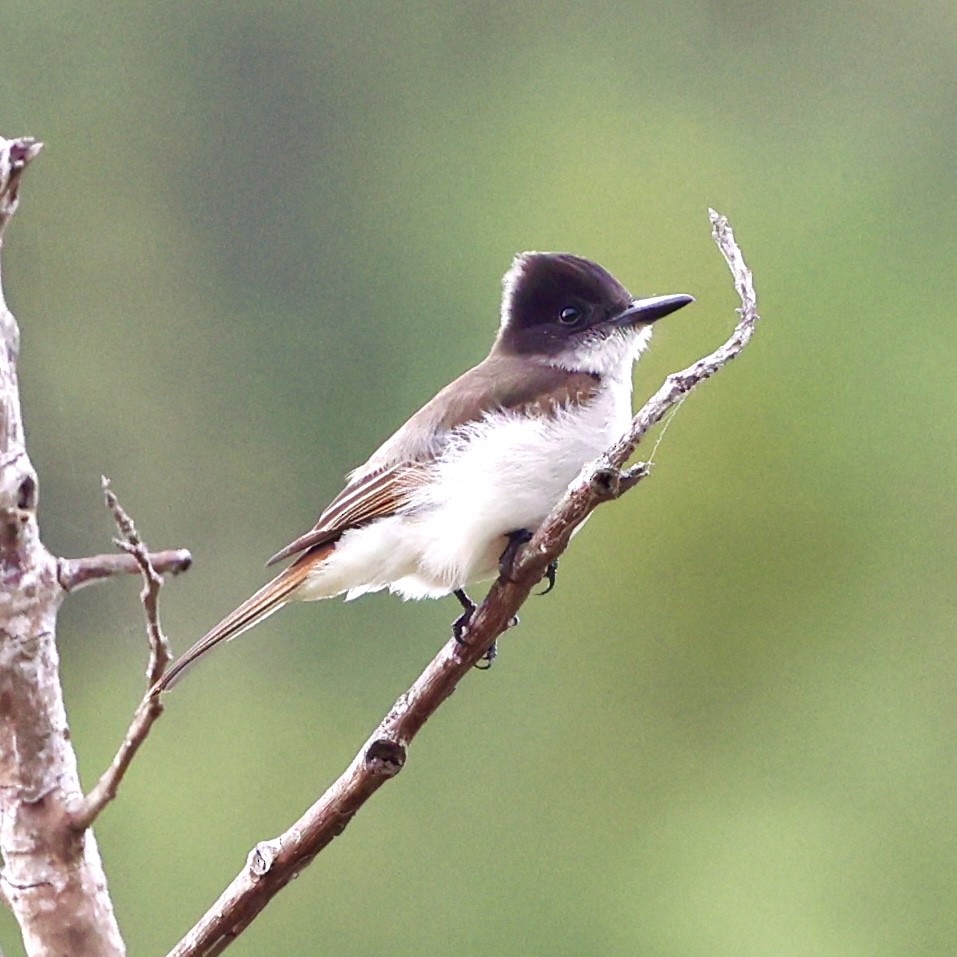 Loggerhead Kingbird (Hispaniolan) - ML616309470