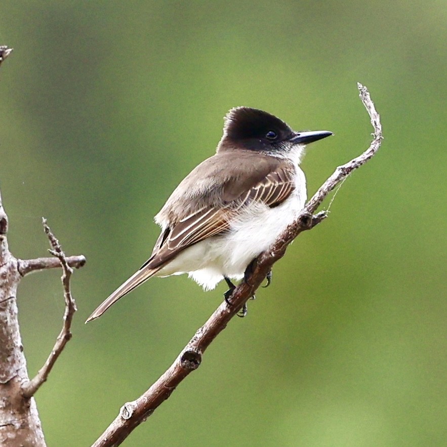 Loggerhead Kingbird (Hispaniolan) - ML616309471