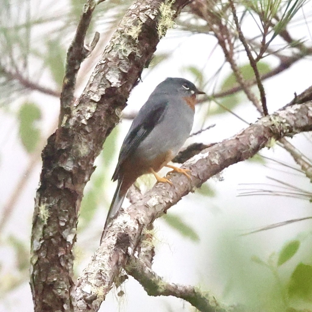 Rufous-throated Solitaire (Rufous-throated) - ML616309548