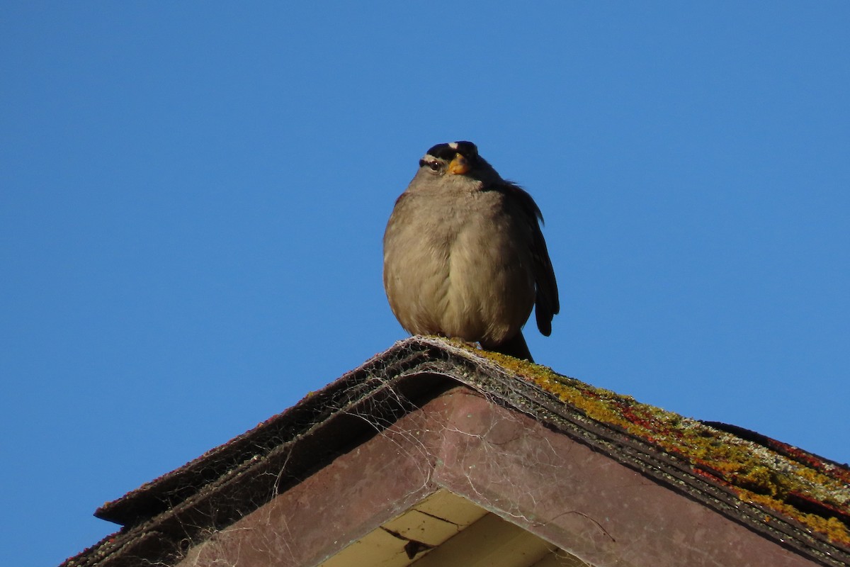 White-crowned Sparrow (nuttalli) - ML616309599