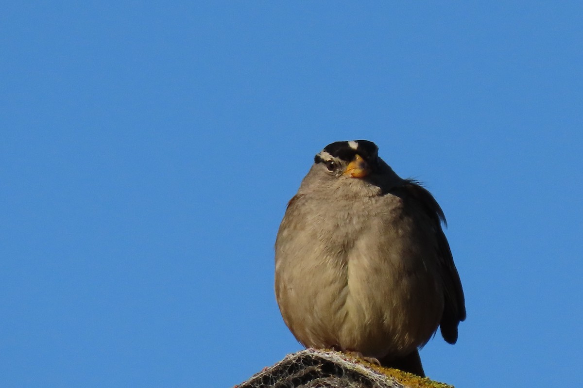 White-crowned Sparrow (nuttalli) - ML616309609