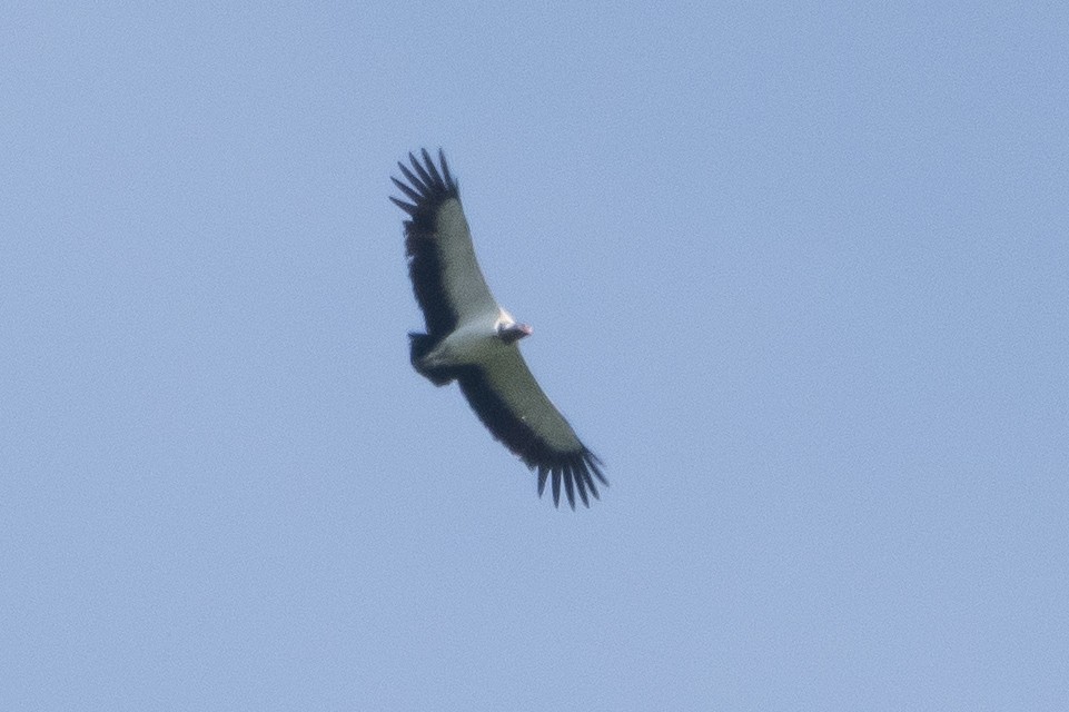King Vulture - carlos lazo