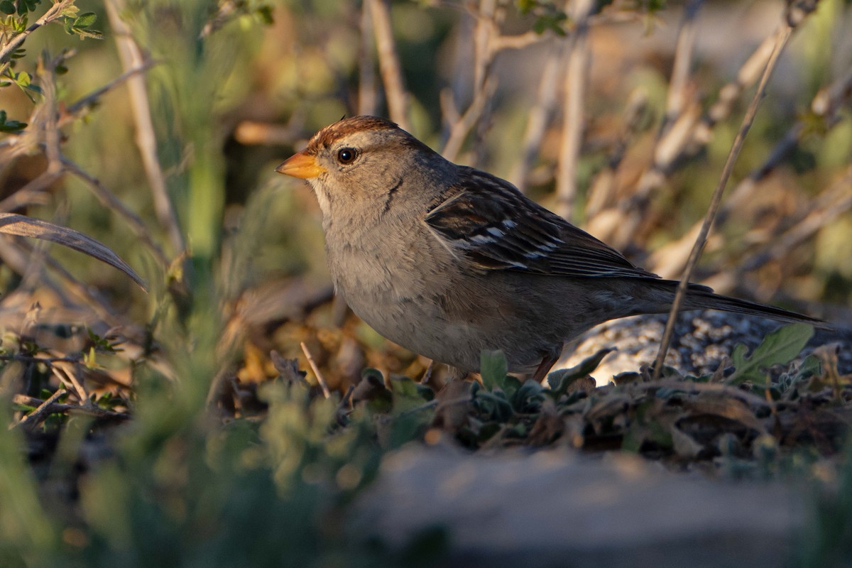 White-crowned Sparrow - ML616310025