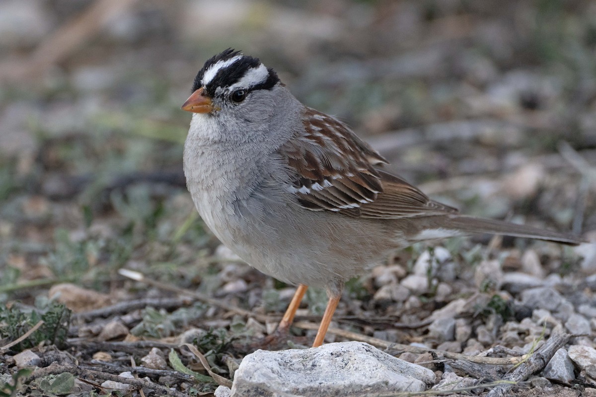 White-crowned Sparrow - ML616310031