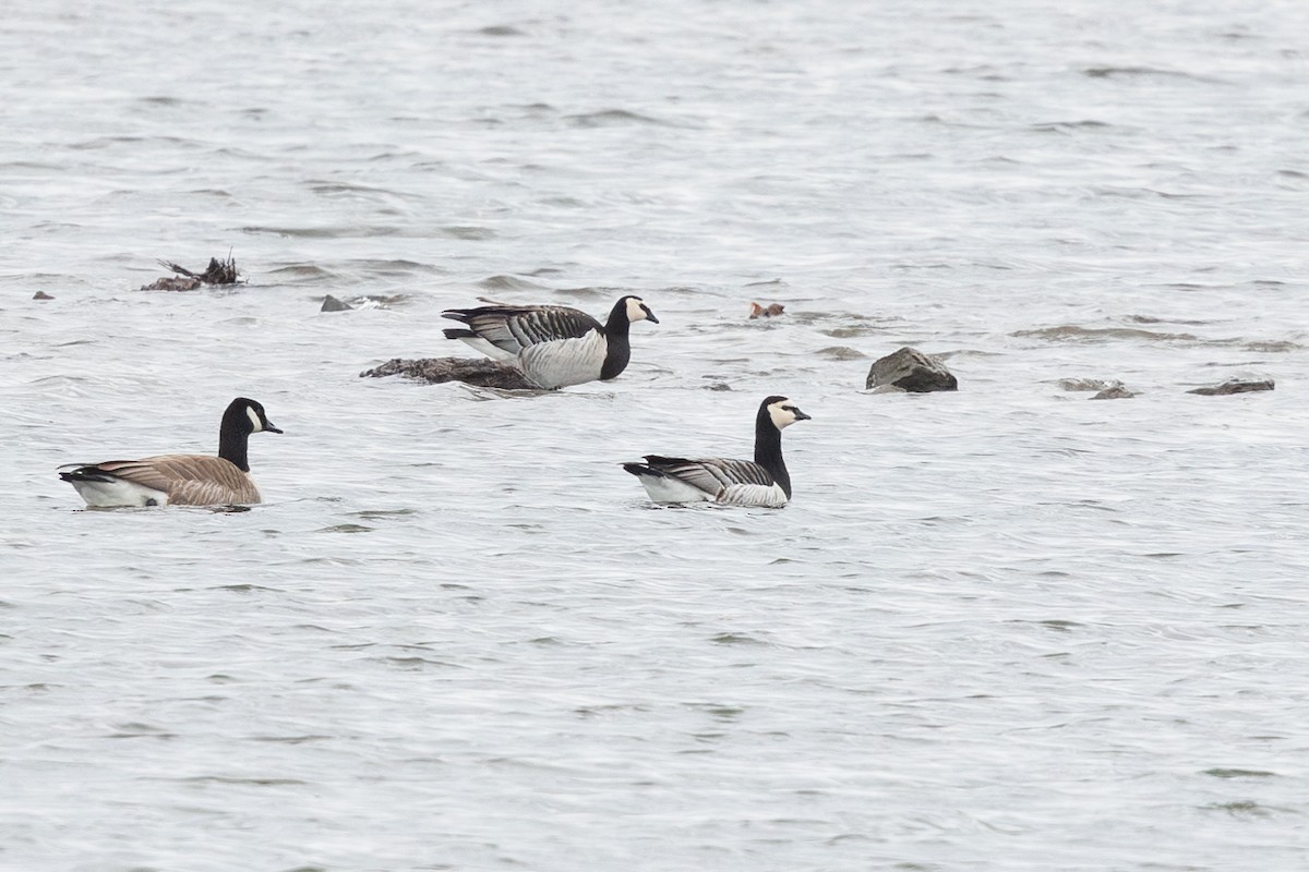 Barnacle Goose - Cesar Ponce