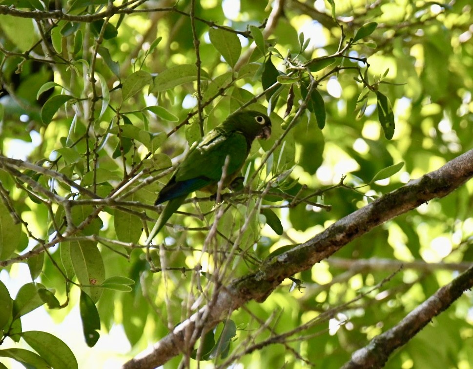 Olive-throated Parakeet - ML616310153