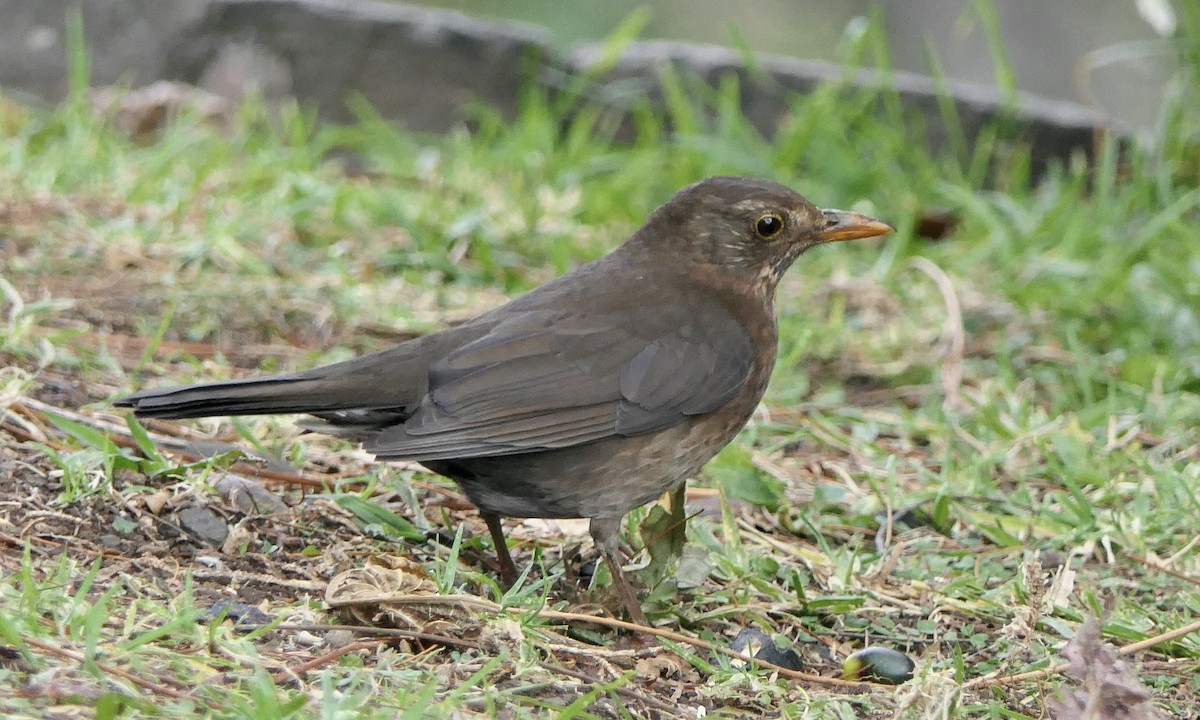 Eurasian Blackbird - ML616310157