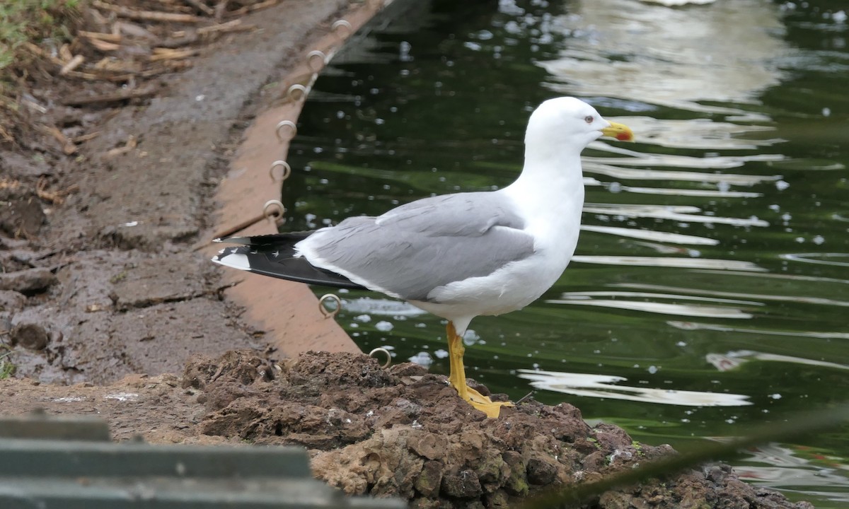 Yellow-legged Gull - ML616310282