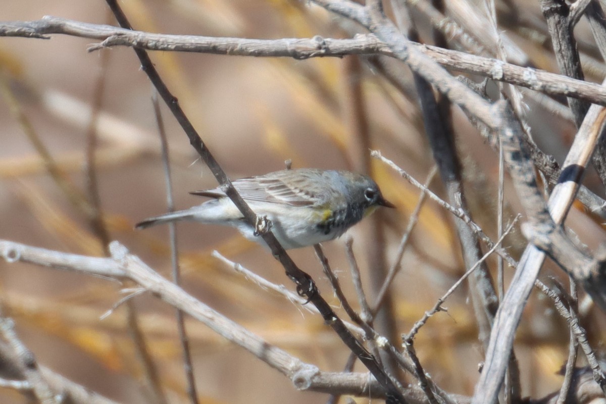 Yellow-rumped Warbler (Audubon's) - ML616310305