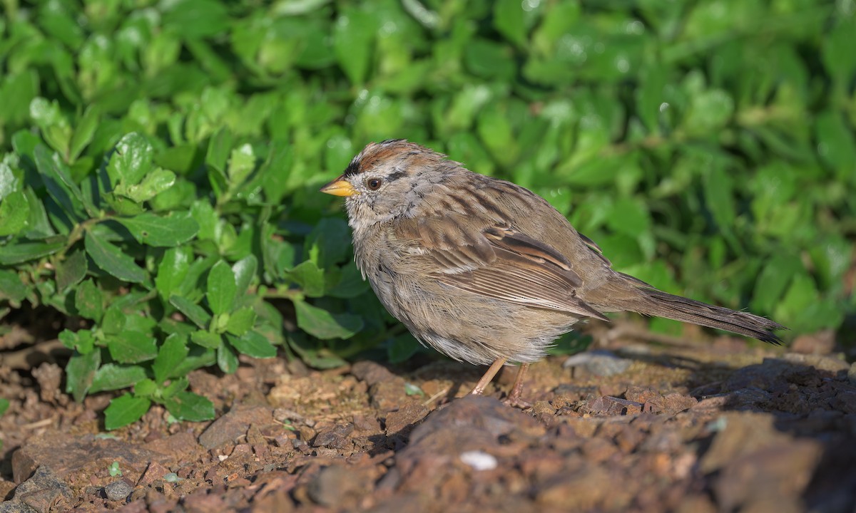 White-crowned Sparrow (Yellow-billed) - ML616310348