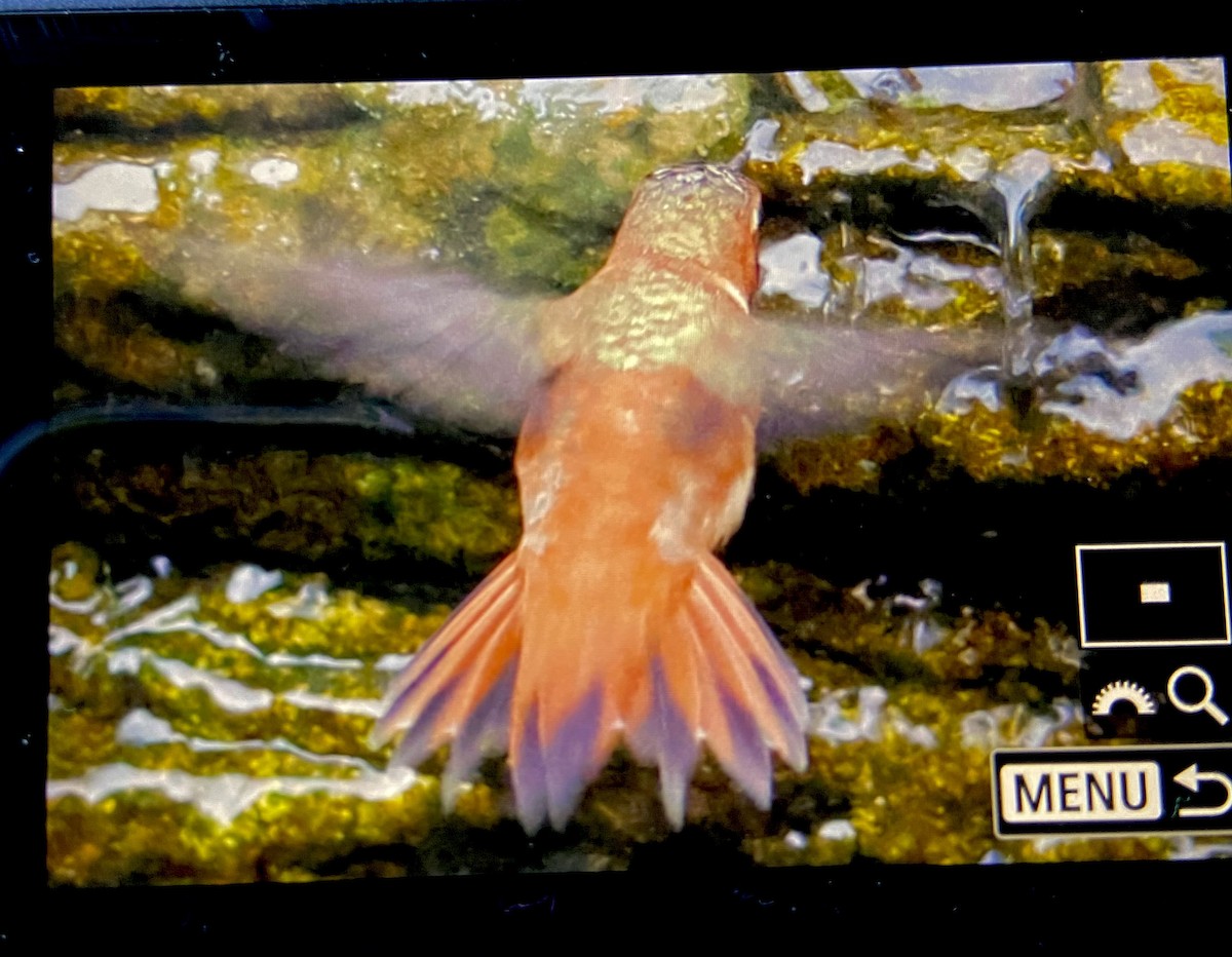 Rufous Hummingbird - ML616310396