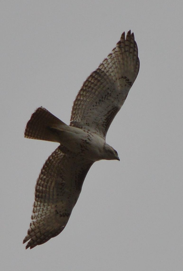 Red-tailed Hawk - ML616310464