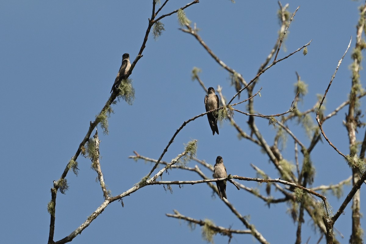White-thighed Swallow - ML616310490