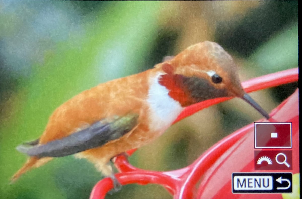 Rufous Hummingbird - ML616310581
