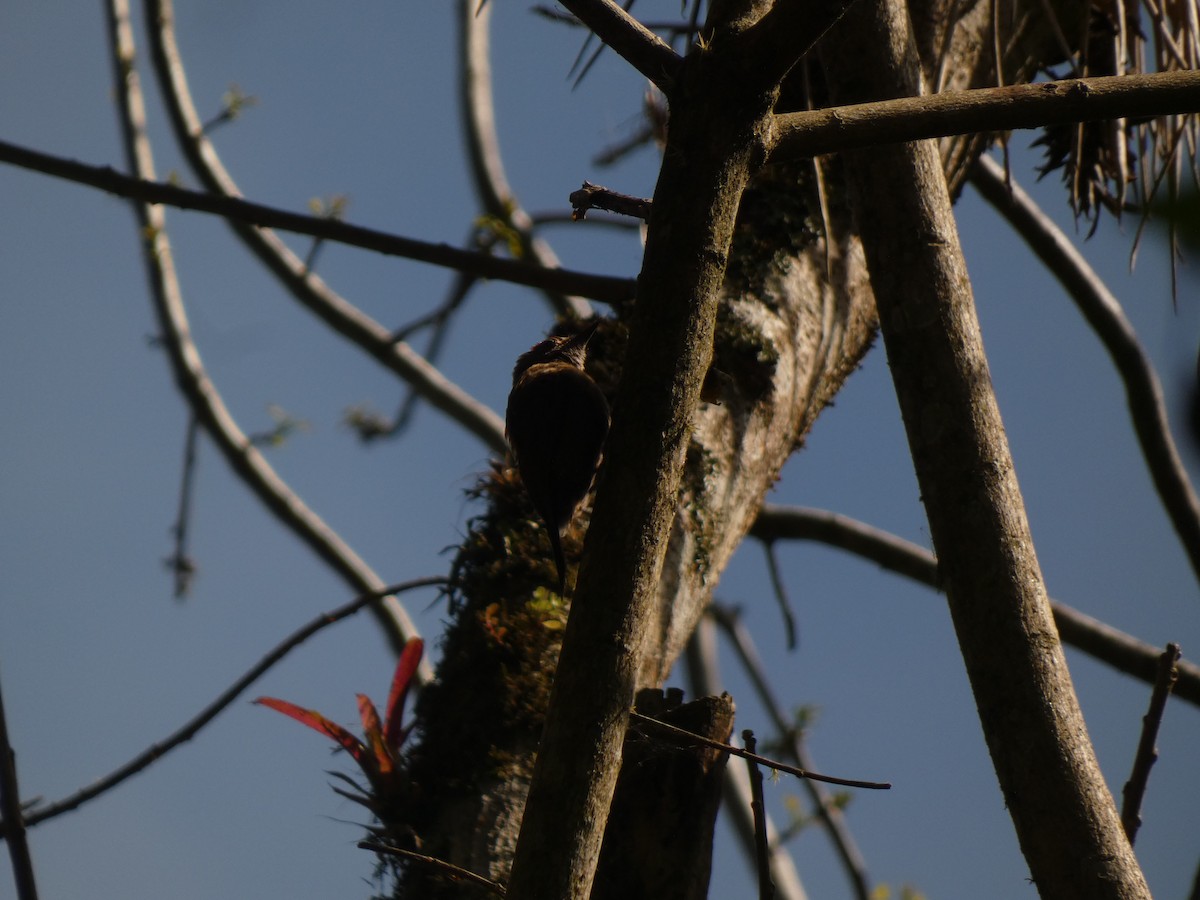 Smoky-brown Woodpecker - ML616310590