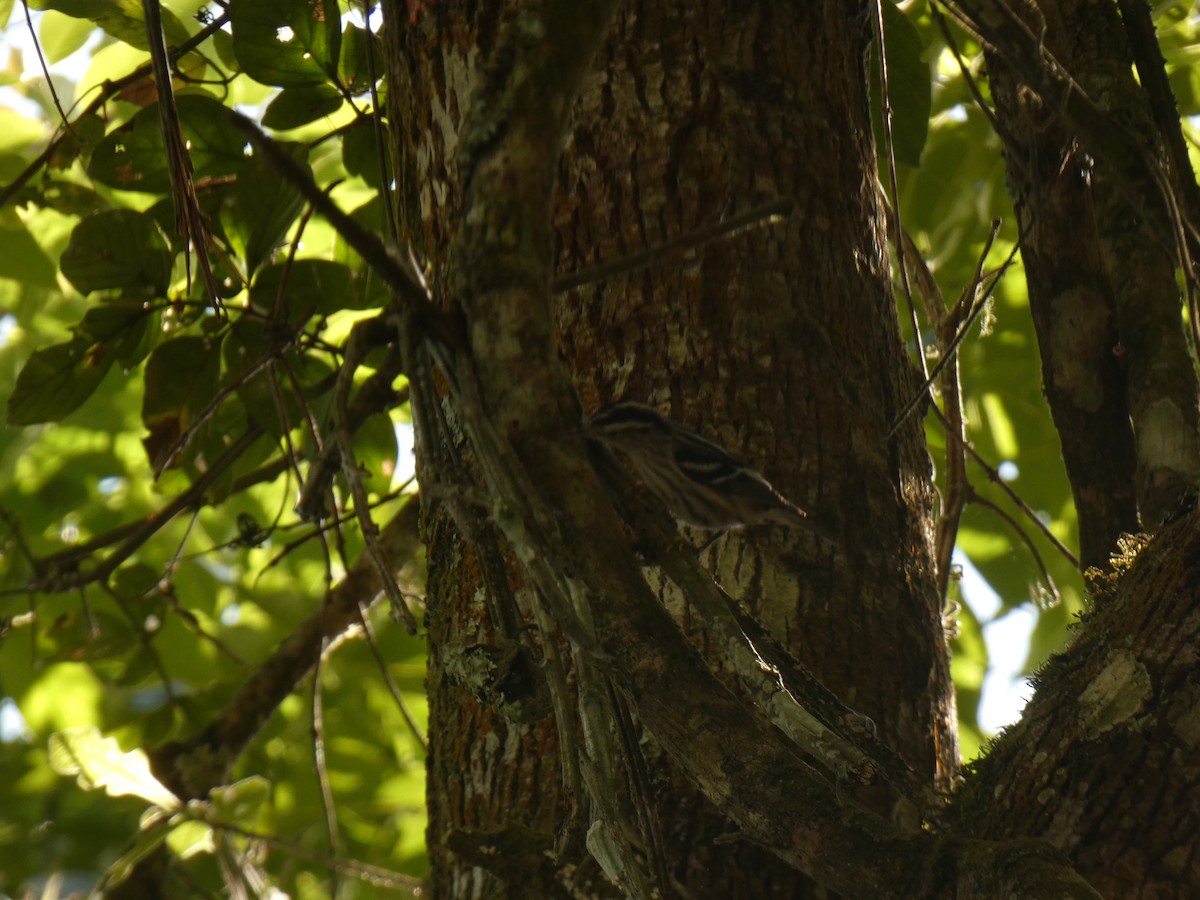 Black-and-white Warbler - ML616310655