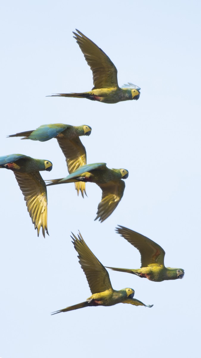 Red-bellied Macaw - carlos lazo