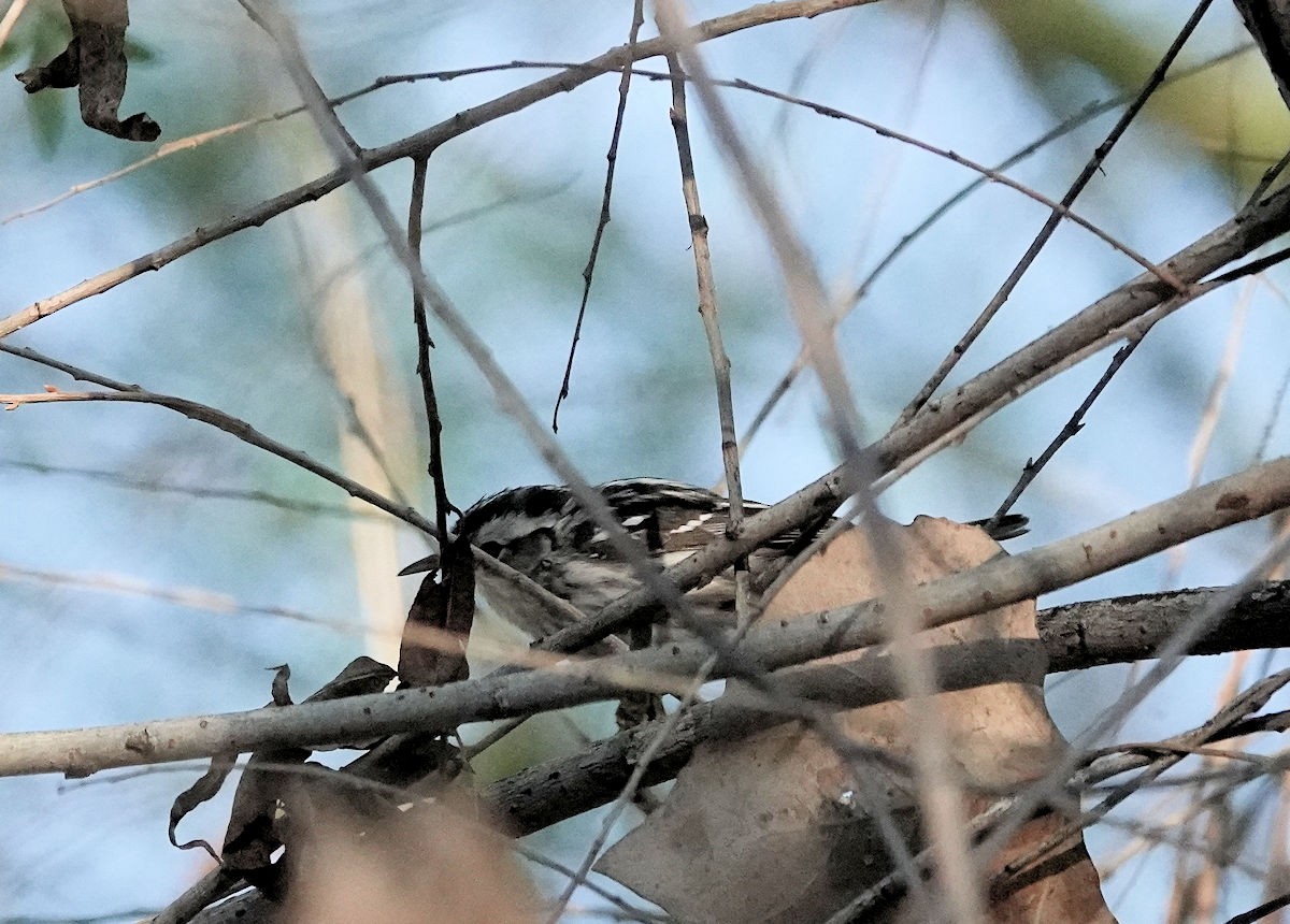 Black-and-white Warbler - ML616310789