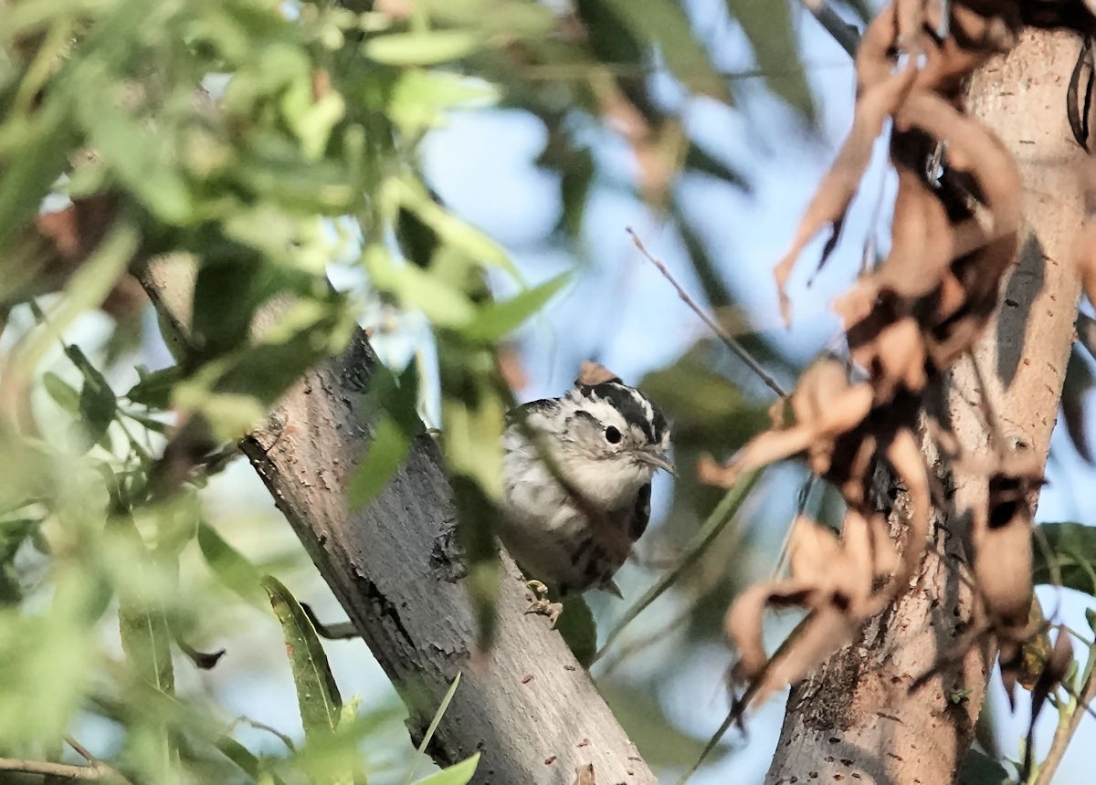 Black-and-white Warbler - ML616310791