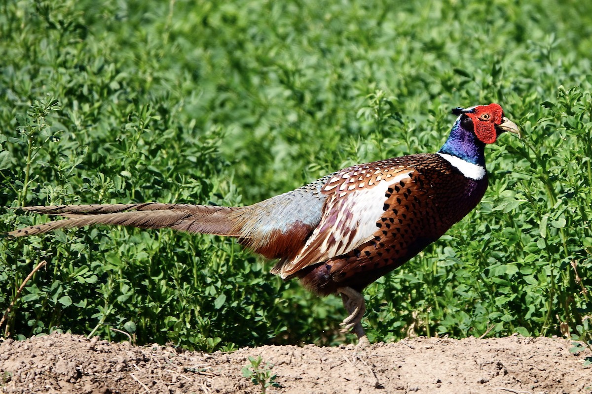 Ring-necked Pheasant - Becky Knight