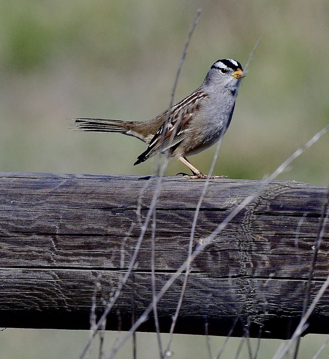 White-crowned Sparrow - ML616310832