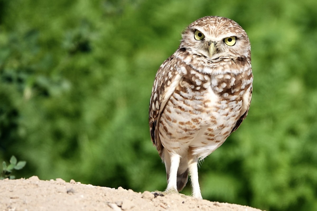 Burrowing Owl - ML616310841