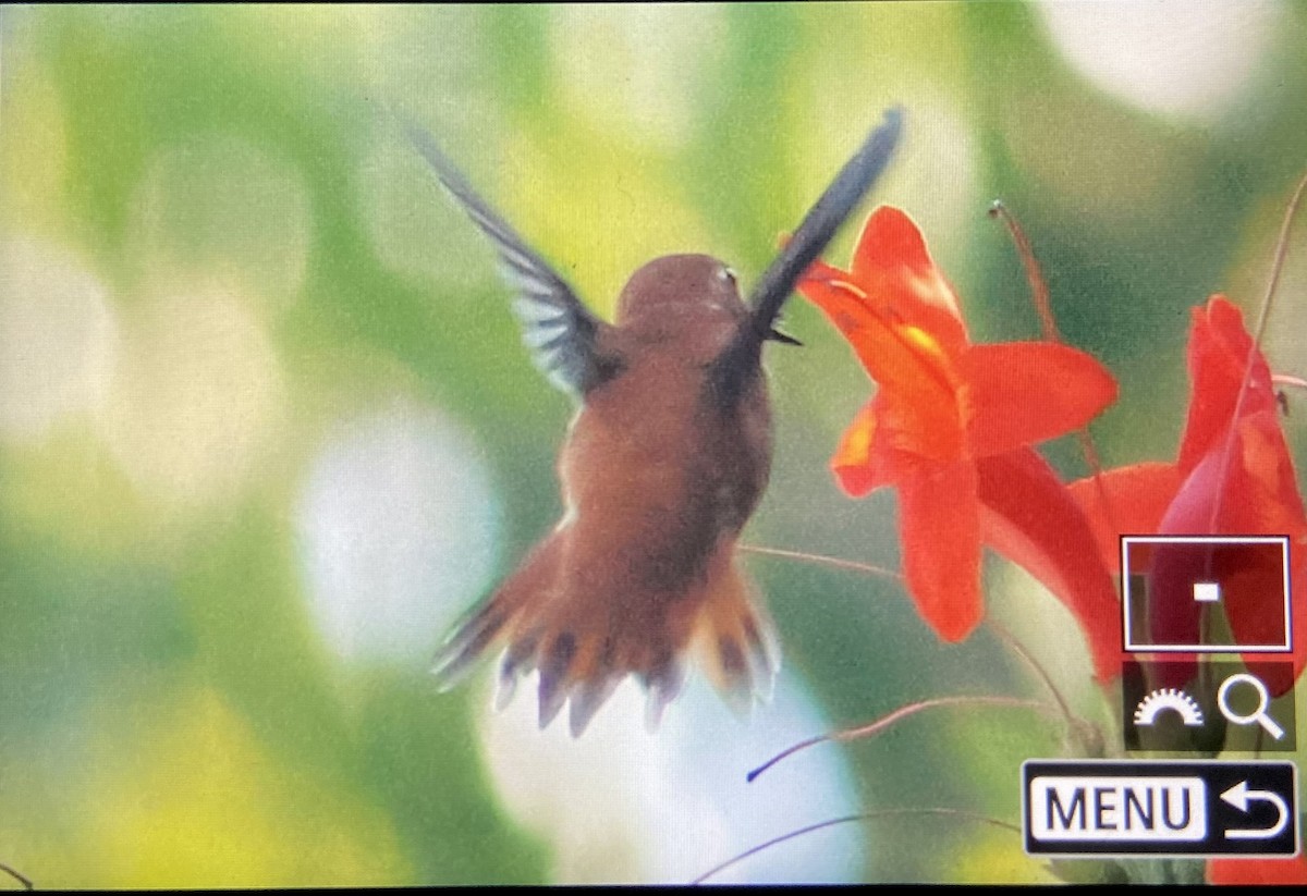 Rufous Hummingbird - ML616310844