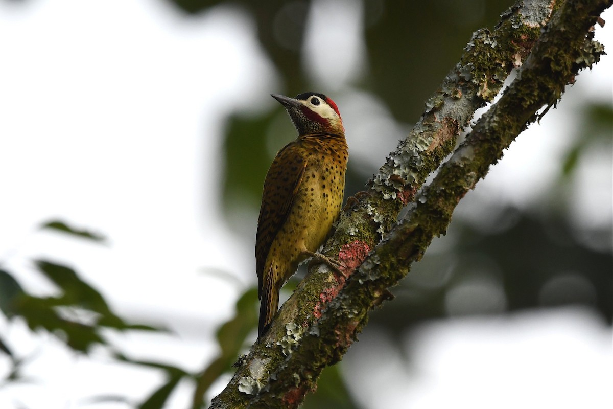 Spot-breasted Woodpecker - Jerry Chen