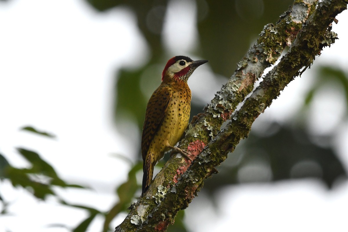 Spot-breasted Woodpecker - ML616310950