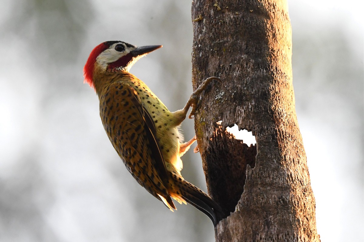 Spot-breasted Woodpecker - ML616310951