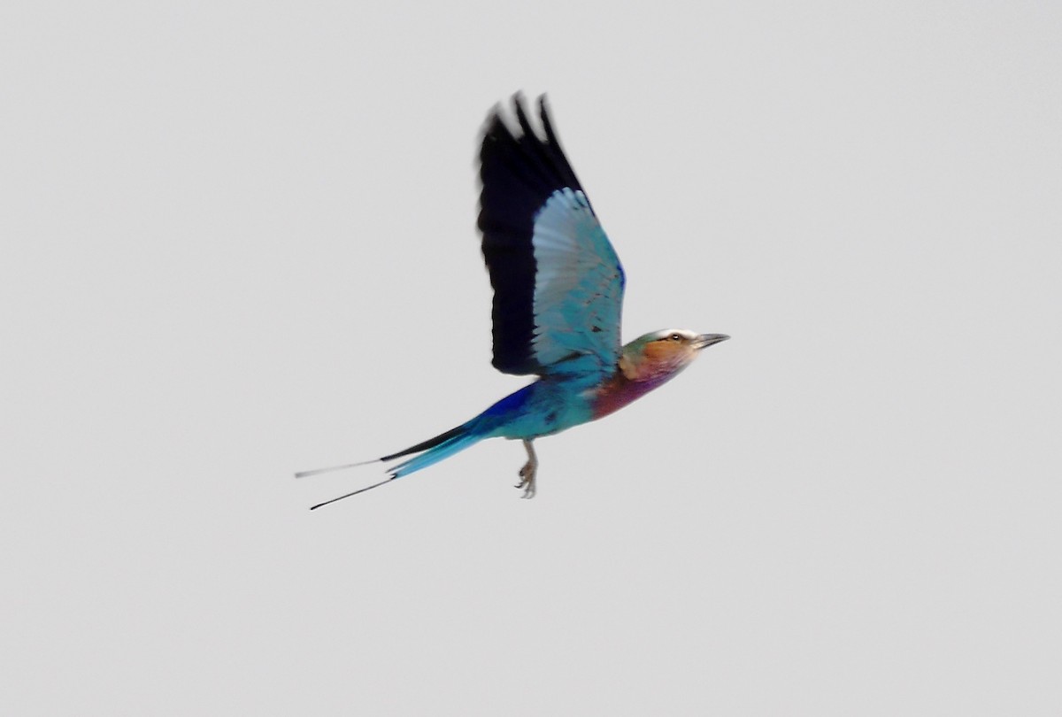Lilac-breasted Roller - ML616311205