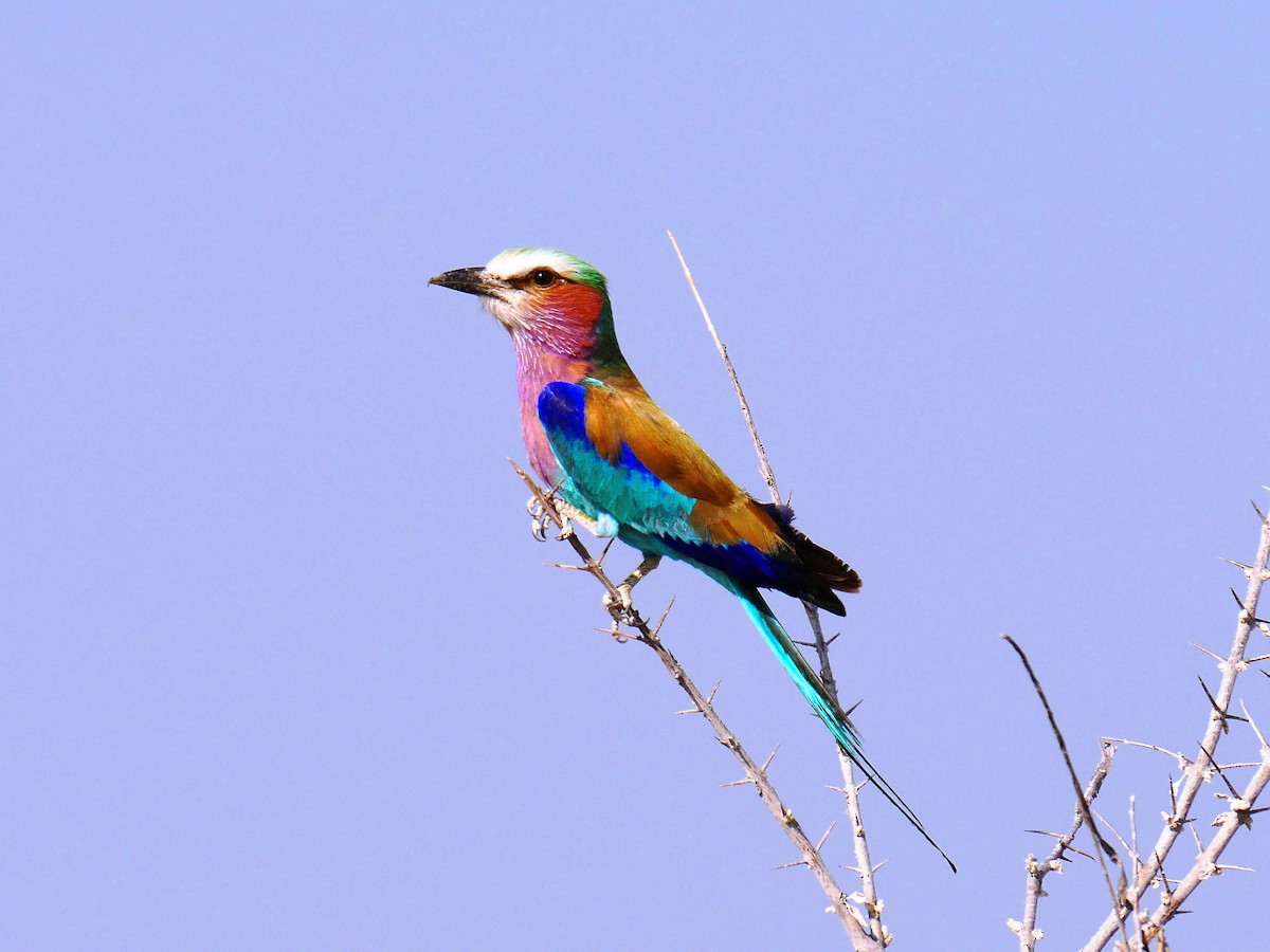 Lilac-breasted Roller - ML616311207