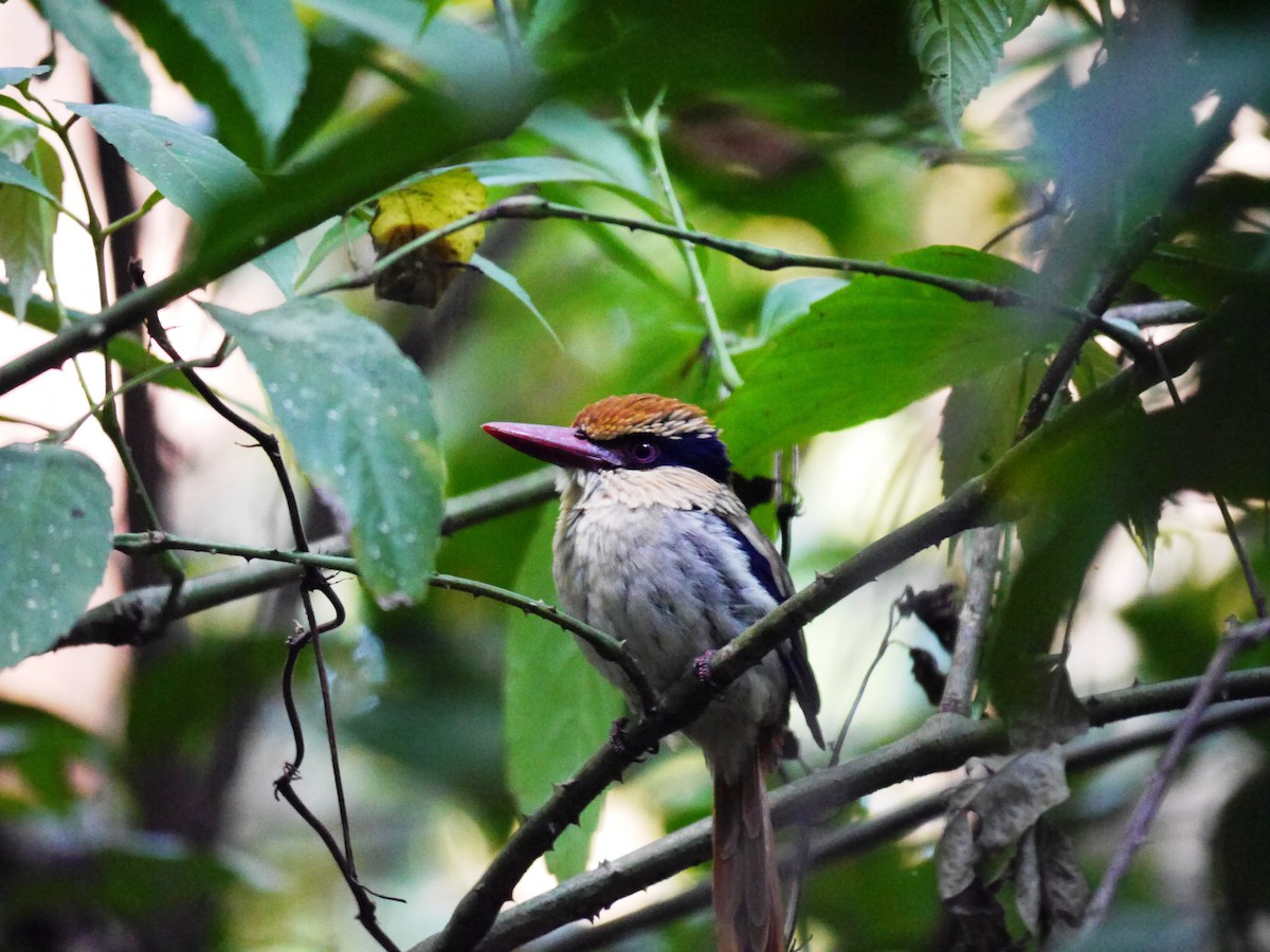Sulawesi Lilac Kingfisher - ML616311219