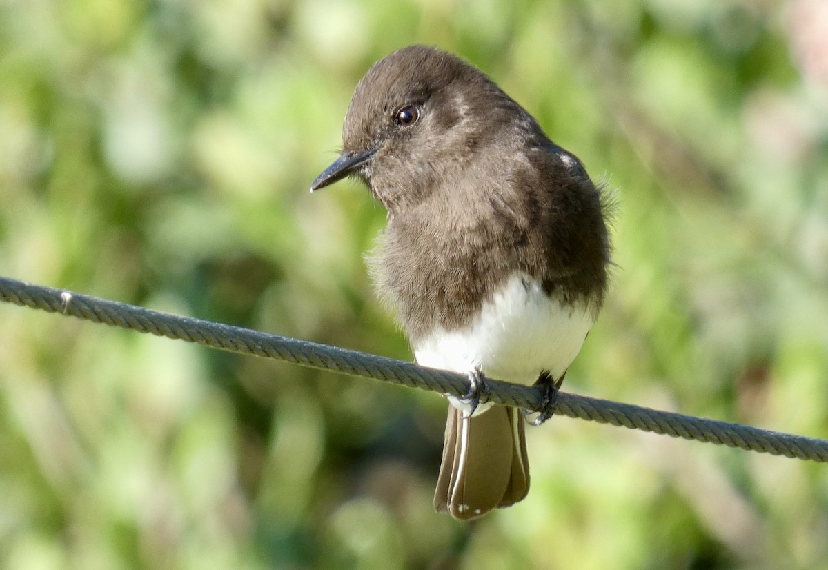 Black Phoebe - Marie Connors