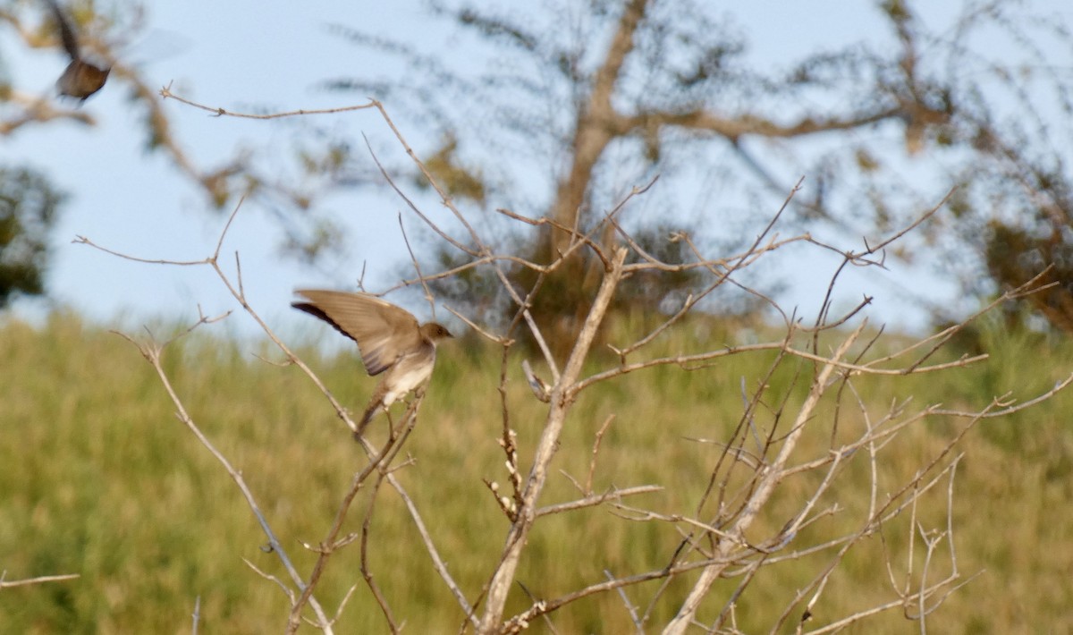Northern Rough-winged Swallow - ML616311257