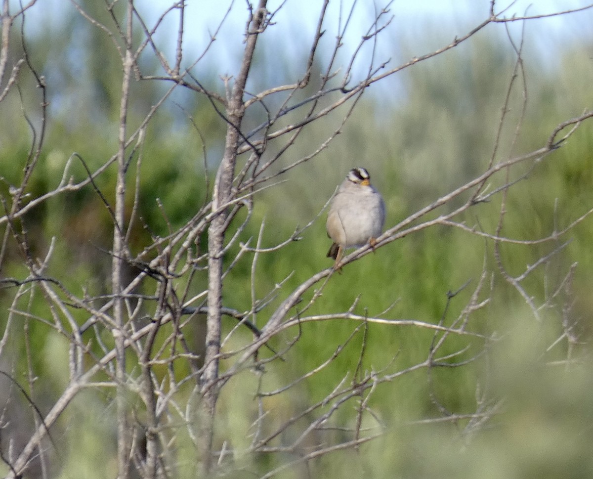 White-crowned Sparrow - ML616311293