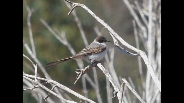 Fork-tailed Flycatcher - ML616311419