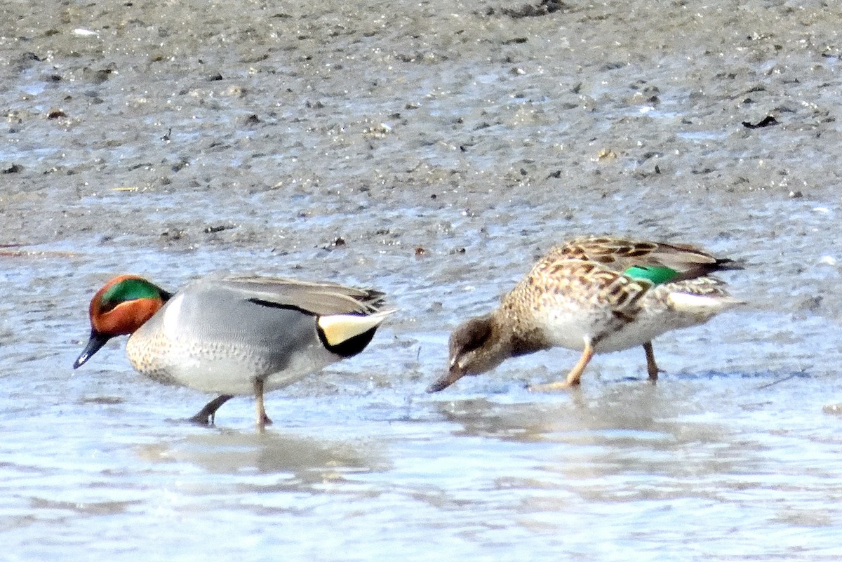 Green-winged Teal - ML616311466