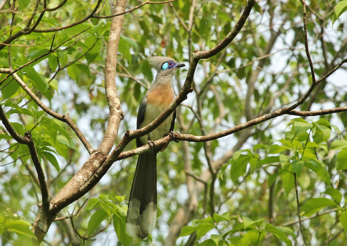 Crested Coua - ML616311539