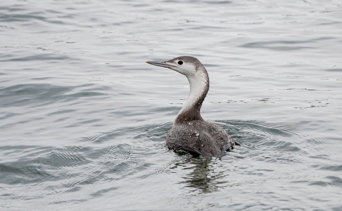 Red-throated Loon - ML616311583