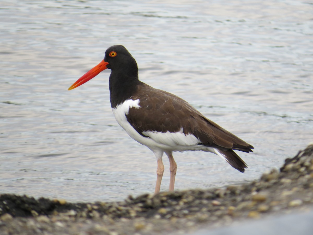 American Oystercatcher - Andrew Bell