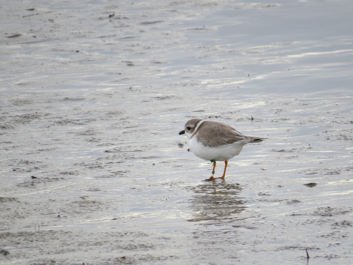 Piping Plover - ML616311647