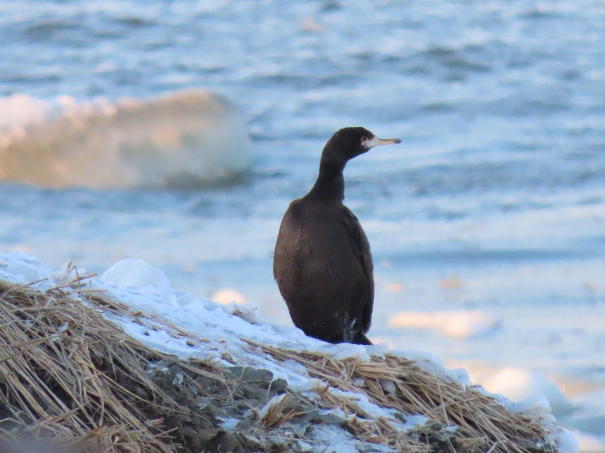 Red-faced Cormorant - ML616311671