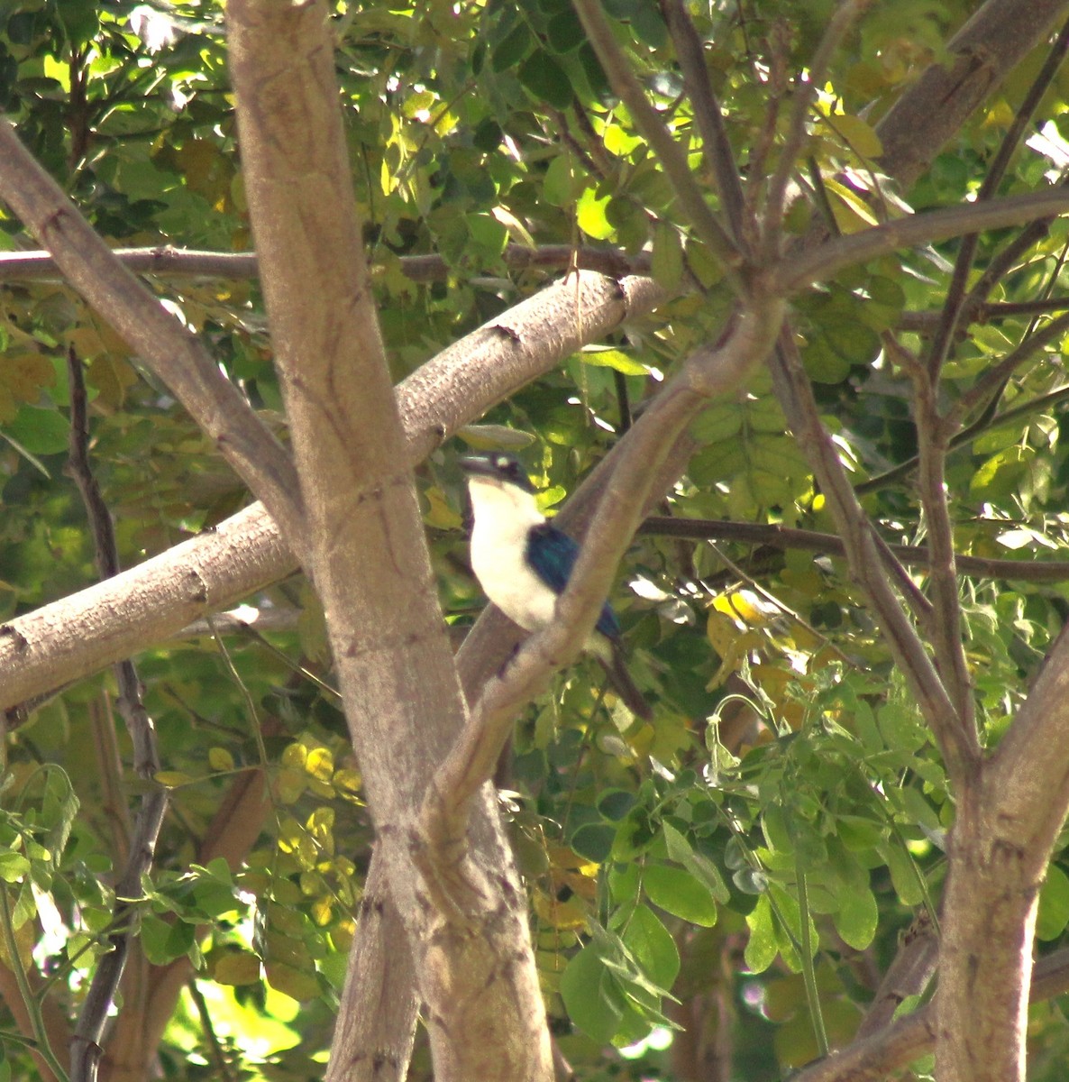 Collared Kingfisher (Oriental) - ML616311797
