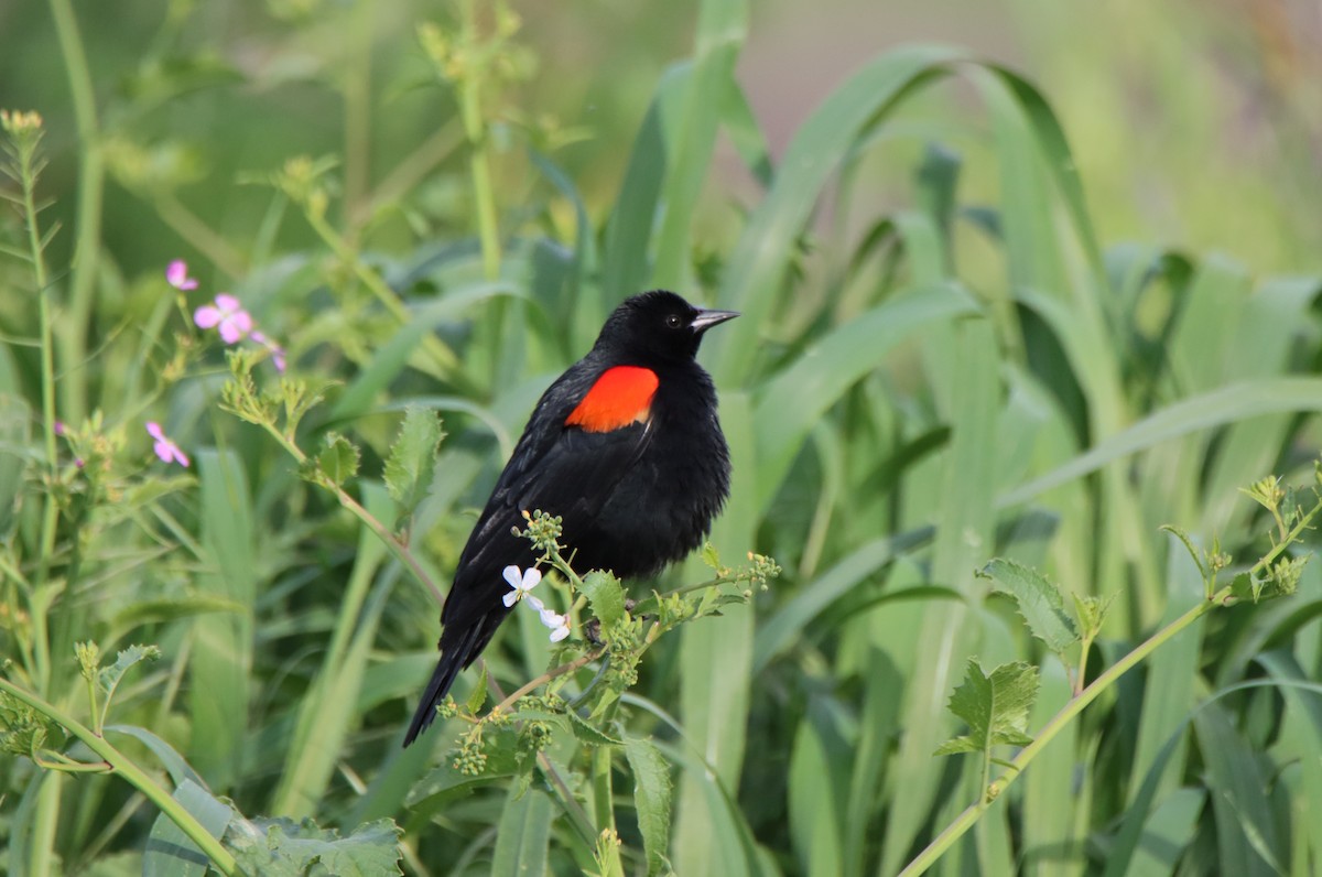 Red-winged Blackbird - ML616311825