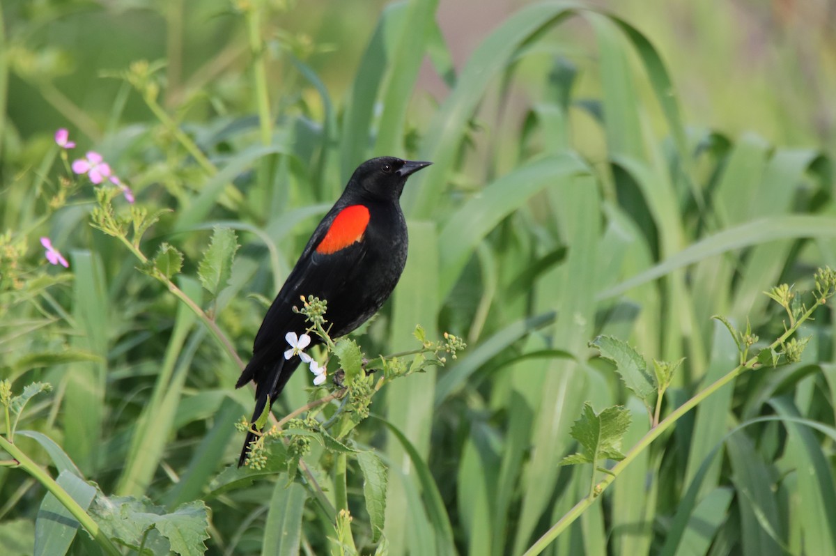 Red-winged Blackbird - ML616311826