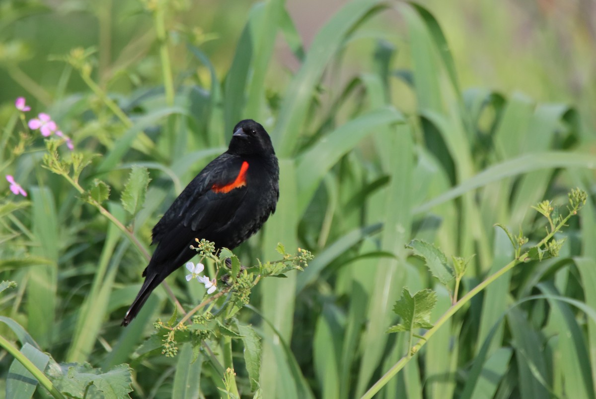 Red-winged Blackbird - ML616311828