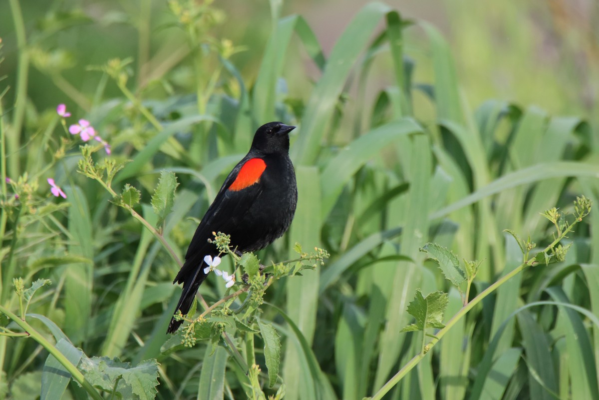 Red-winged Blackbird - ML616311830