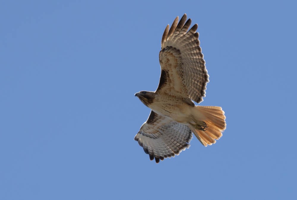 Red-tailed Hawk - Marty Herde